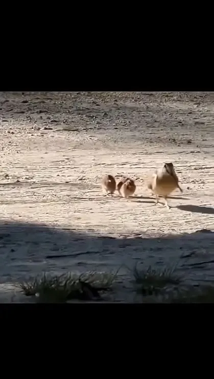 Birds dance