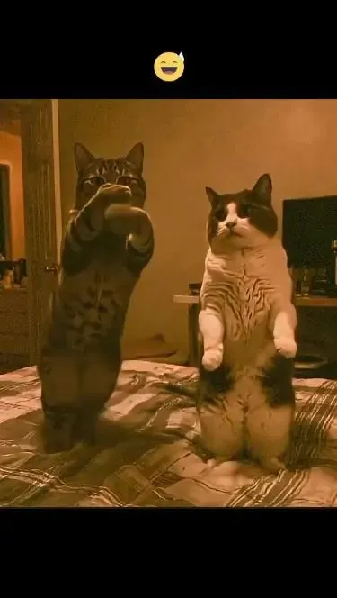 Funny cat\'s Dance