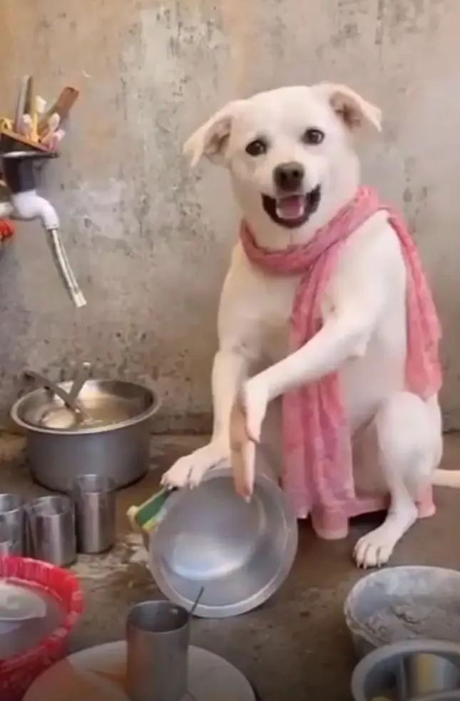 funny pet zaberdasti joining