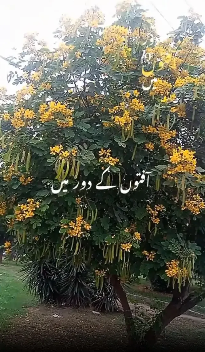  Aafaton ke daur mein chain ki ghadi hai tu